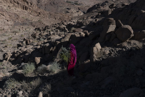 Yasmine (32) picks wild herbs as she walks through the valley near her home at Sheikh Awad village. February 2021. Yasmine was six months pregnant, walking the village herd around the mountains of Gharba, when we first met nearly seven years ago.