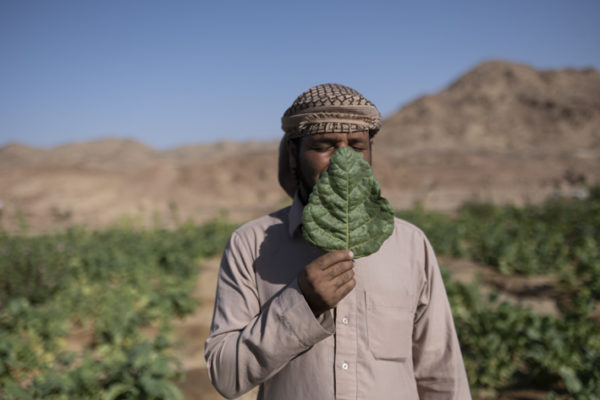 Seliman holds the Khodary plant in his family garden in Gharba Valley, St. Catherine, South Sinai, Egypt. October 2020. 
Seliman manages an ecolodge with his cousins in Gharba valley but as the pandemic spreads throughout Egypt, less and less guests come to stay at the ecolodge and now the family redirects their focus on the family gardens. "We don't have Corona here, but we are affected by it. Look, these plants are our face masks." says Seliman.